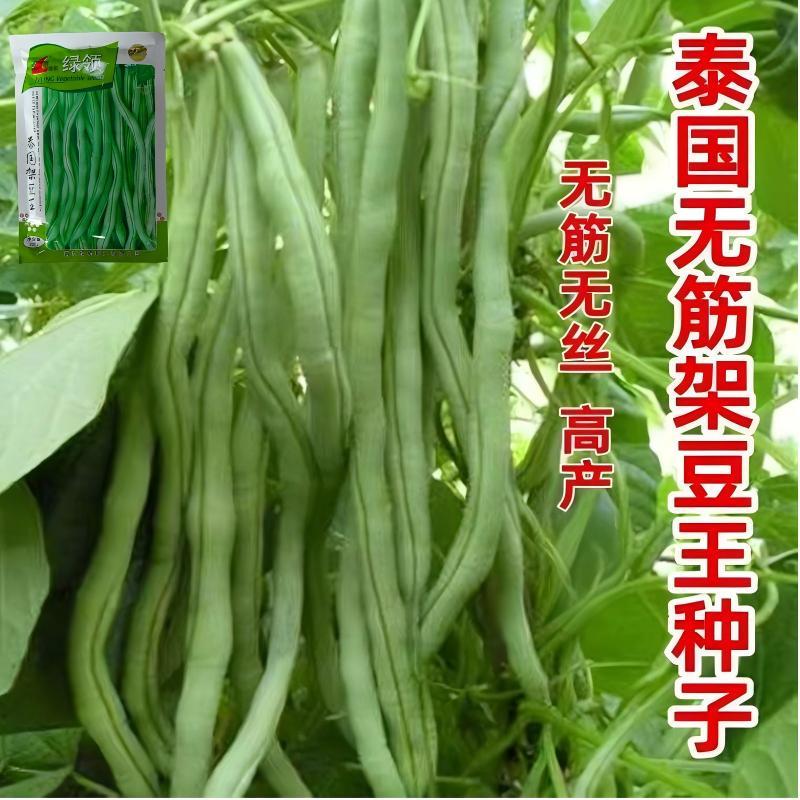 四季豆种子绿领泰国架豆王中熟高产抗病无筋荚绿色肉厚四季豆