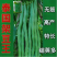 四季豆种子绿领泰国架豆王中熟高产抗病无筋荚绿色肉厚四季豆