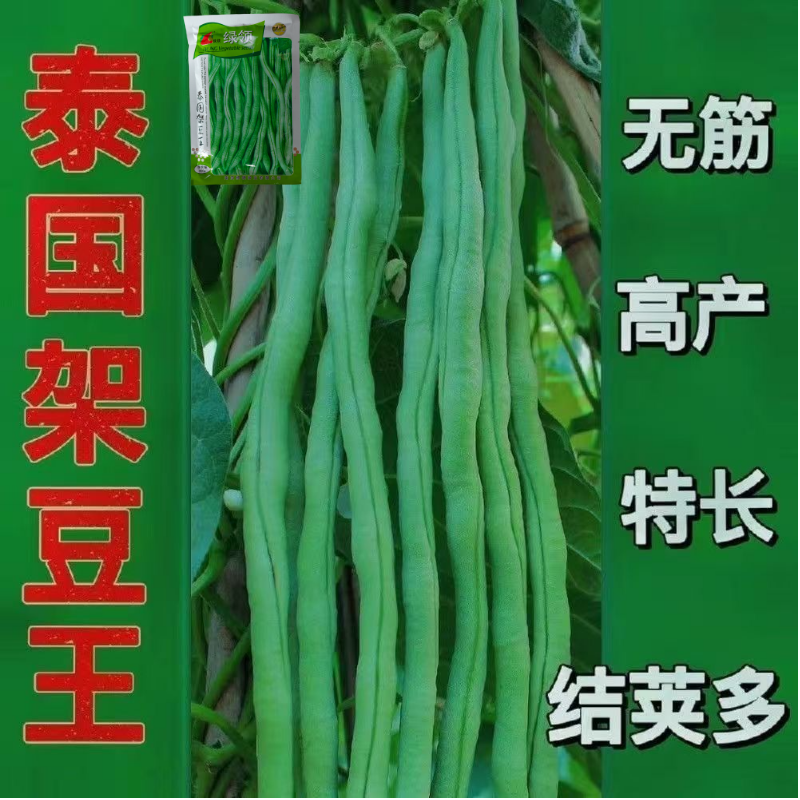 四季豆种子绿领泰国架豆王中熟高产抗病无筋荚绿色肉厚四季豆