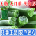 四季豆种子绿领泰国架豆王中熟高产抗病无筋荚绿色肉厚四季豆