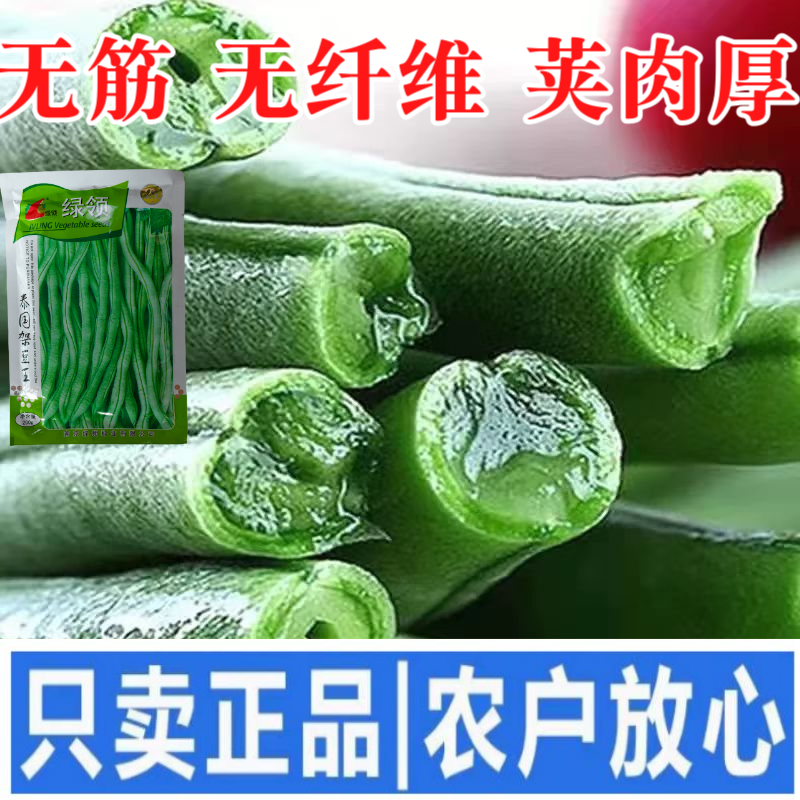 四季豆种子绿领泰国架豆王中熟高产抗病无筋荚绿色肉厚四季豆