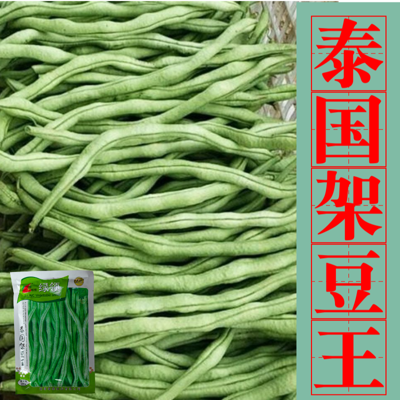 四季豆种子绿领泰国架豆王中熟高产抗病无筋荚绿色肉厚四季豆