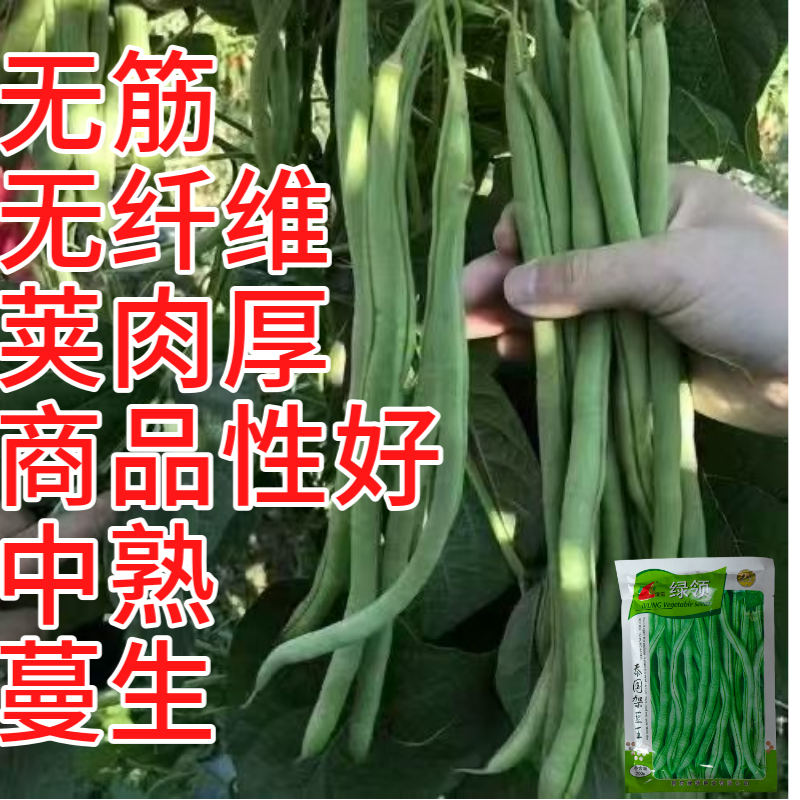 四季豆种子绿领泰国架豆王中熟高产抗病无筋荚绿色肉厚四季豆
