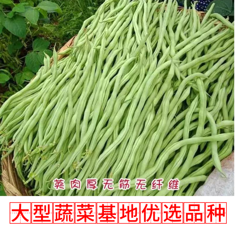 四季豆种子绿领泰国架豆王中熟高产抗病无筋荚绿色肉厚四季豆