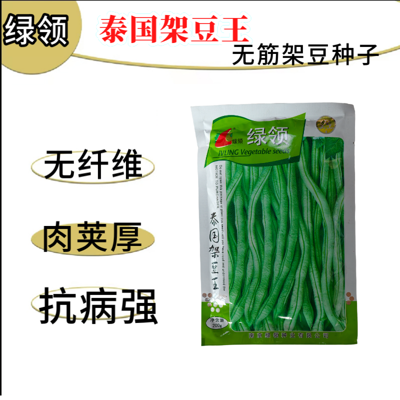 四季豆种子绿领泰国架豆王中熟高产抗病无筋荚绿色肉厚四季豆