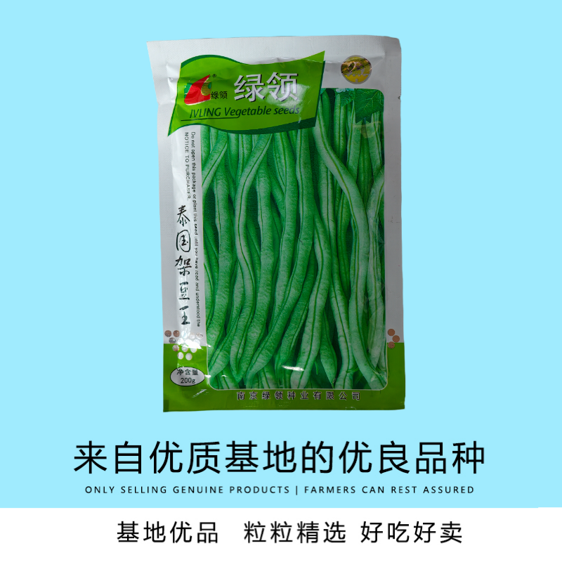 四季豆种子绿领泰国架豆王中熟高产抗病无筋荚绿色肉厚四季豆