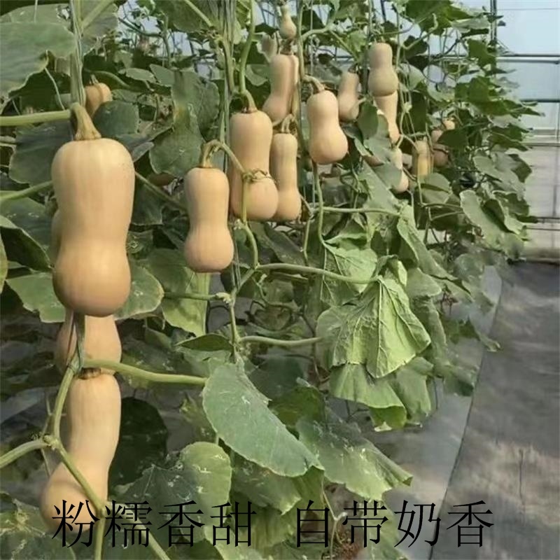 百香奶油南瓜种子一代杂交粉糯香甜自带奶香
