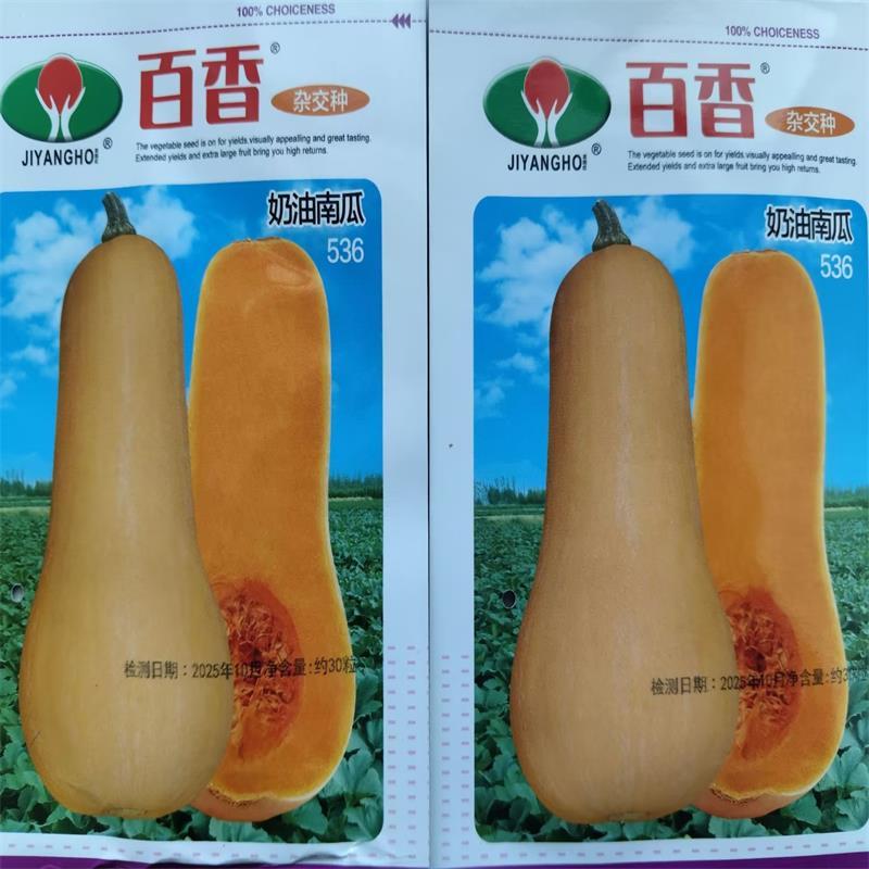 百香奶油南瓜种子一代杂交粉糯香甜自带奶香