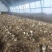 辽宁喀左基地直供新鲜赤松茸大球盖菇通货混装