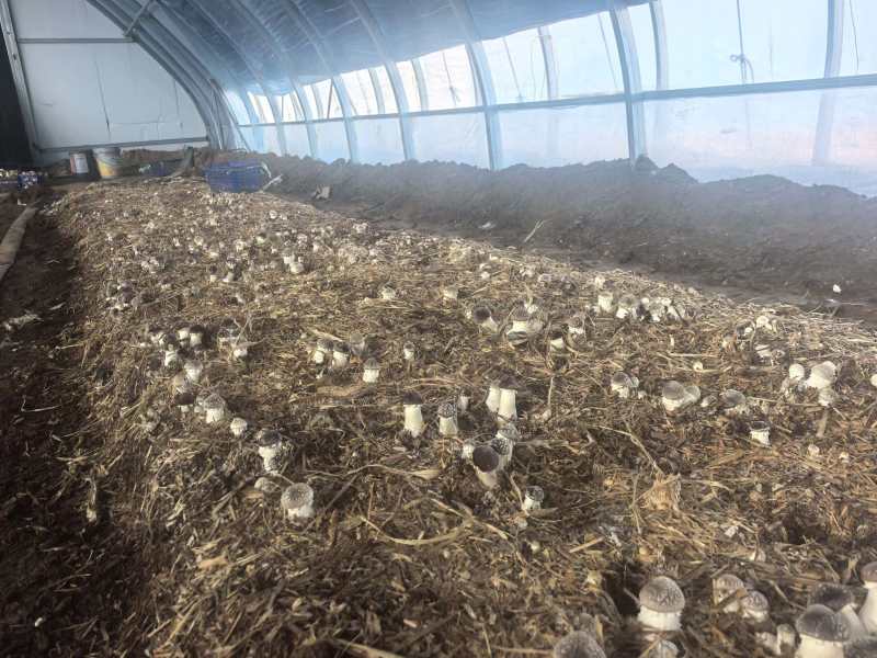 辽宁喀左基地直供新鲜赤松茸大球盖菇通货混装