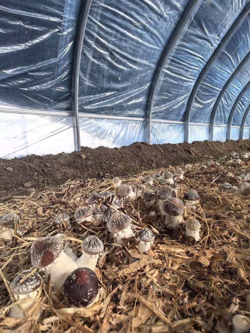 辽宁喀左基地直供新鲜赤松茸大球盖菇通货混装