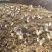 辽宁喀左基地直供新鲜赤松茸大球盖菇通货混装