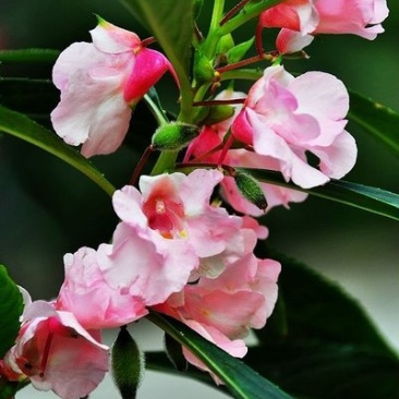 凤仙花种子