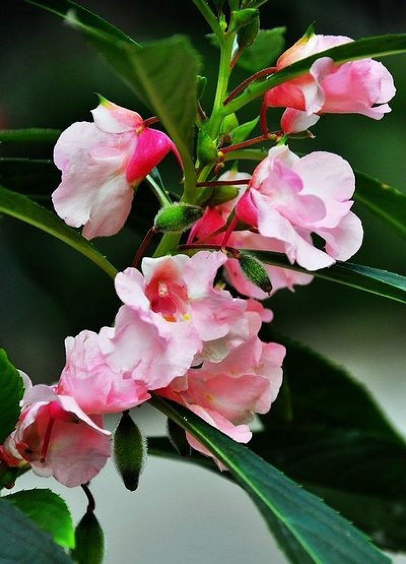 凤仙花种子