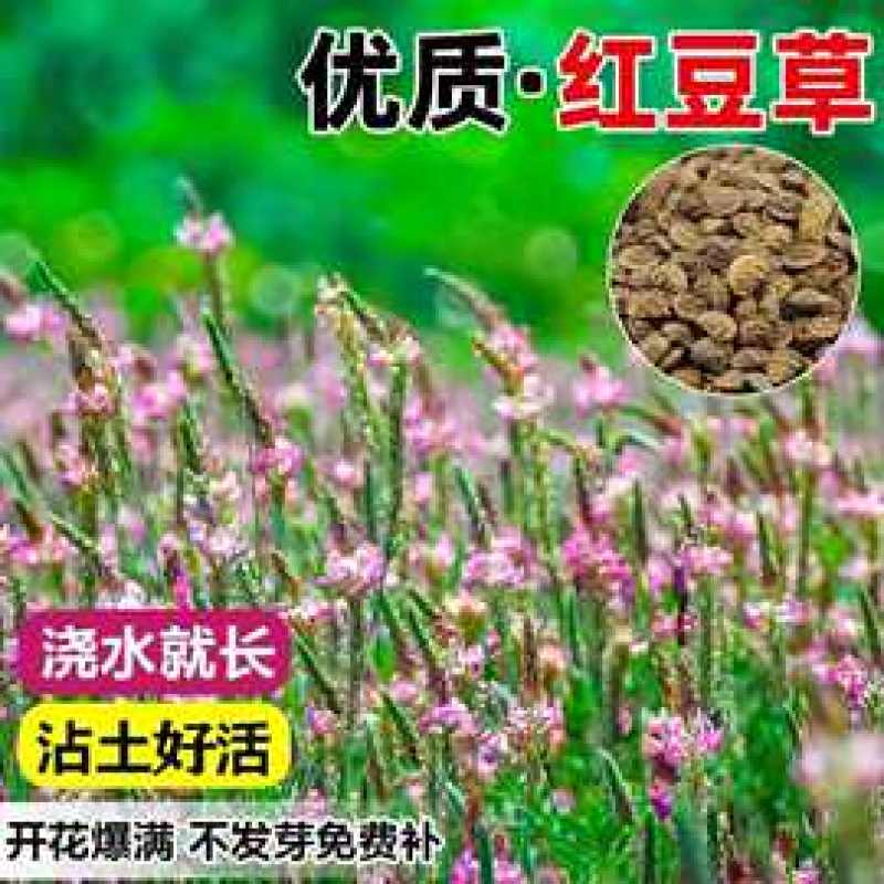 红豆草种子
