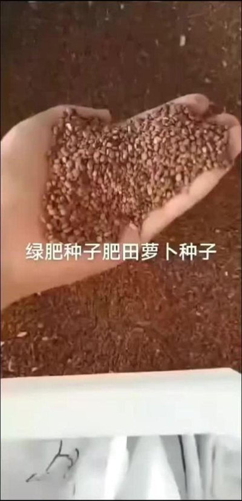 肥田萝卜种子·