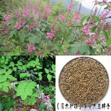多花木兰种子