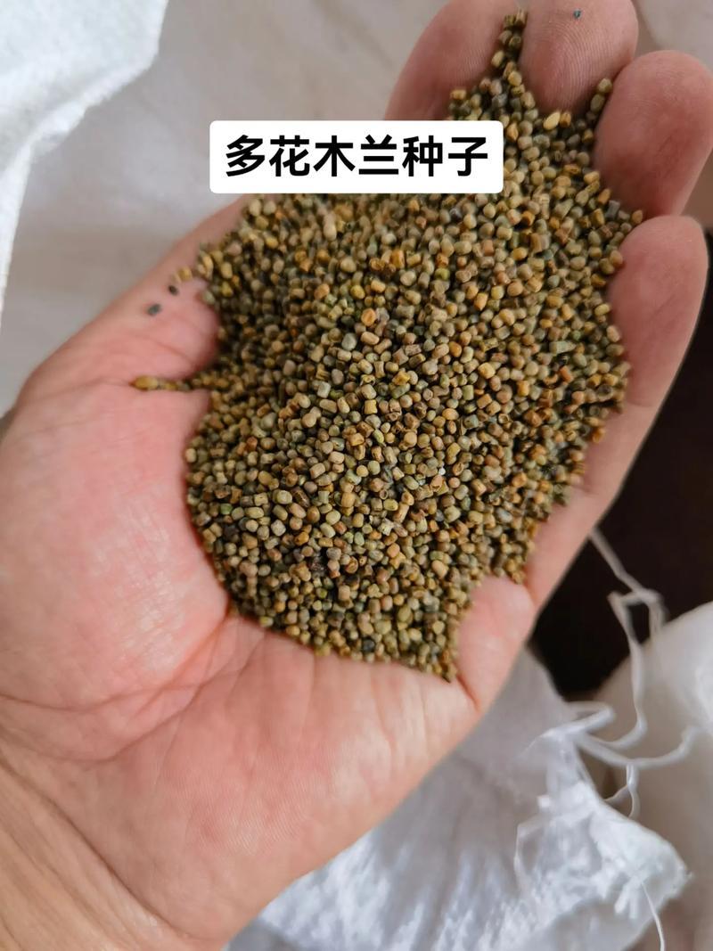 多花木兰种子