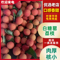 白糖罂荔枝广东荔枝产地直发保质保量对接全国市场等