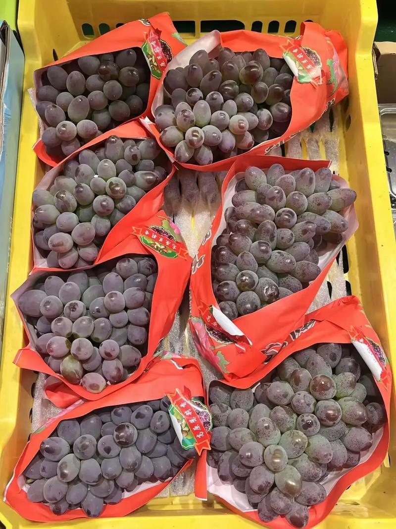 云南茉莉香葡萄基地一手货源全国发货视频看货