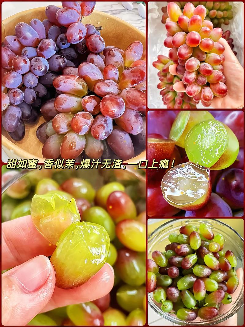 云南茉莉香葡萄基地一手货源全国发货视频看货