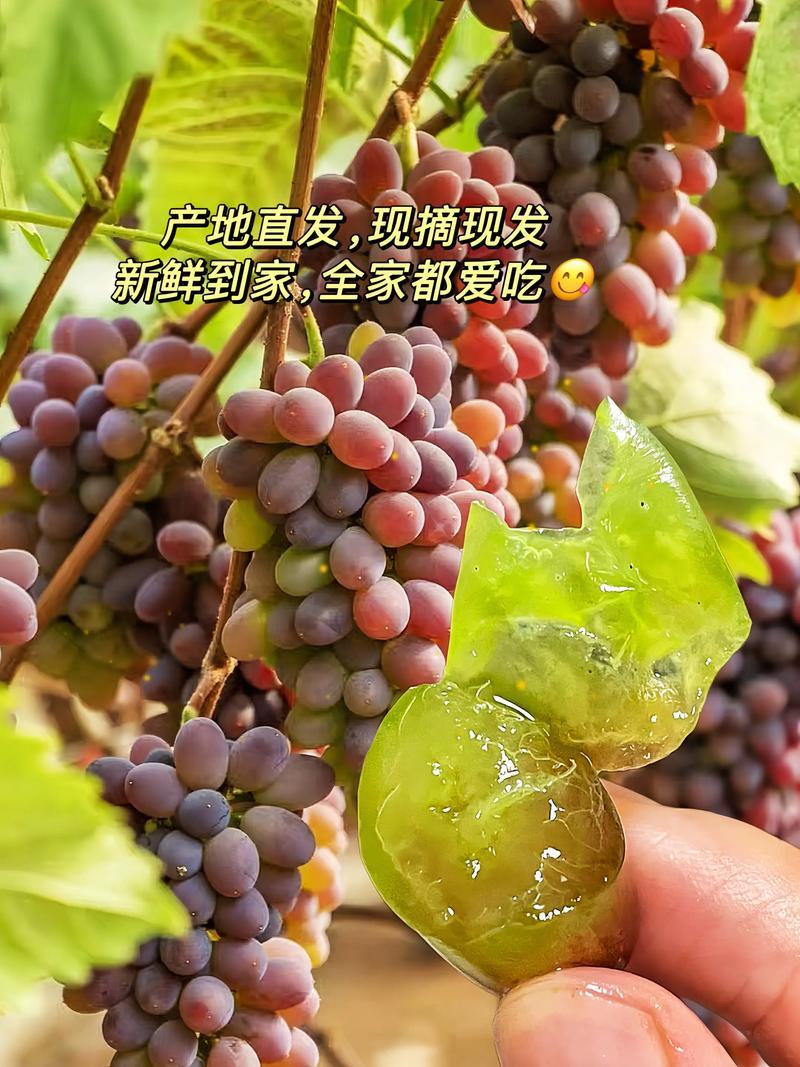 云南茉莉香葡萄基地一手货源全国发货视频看货