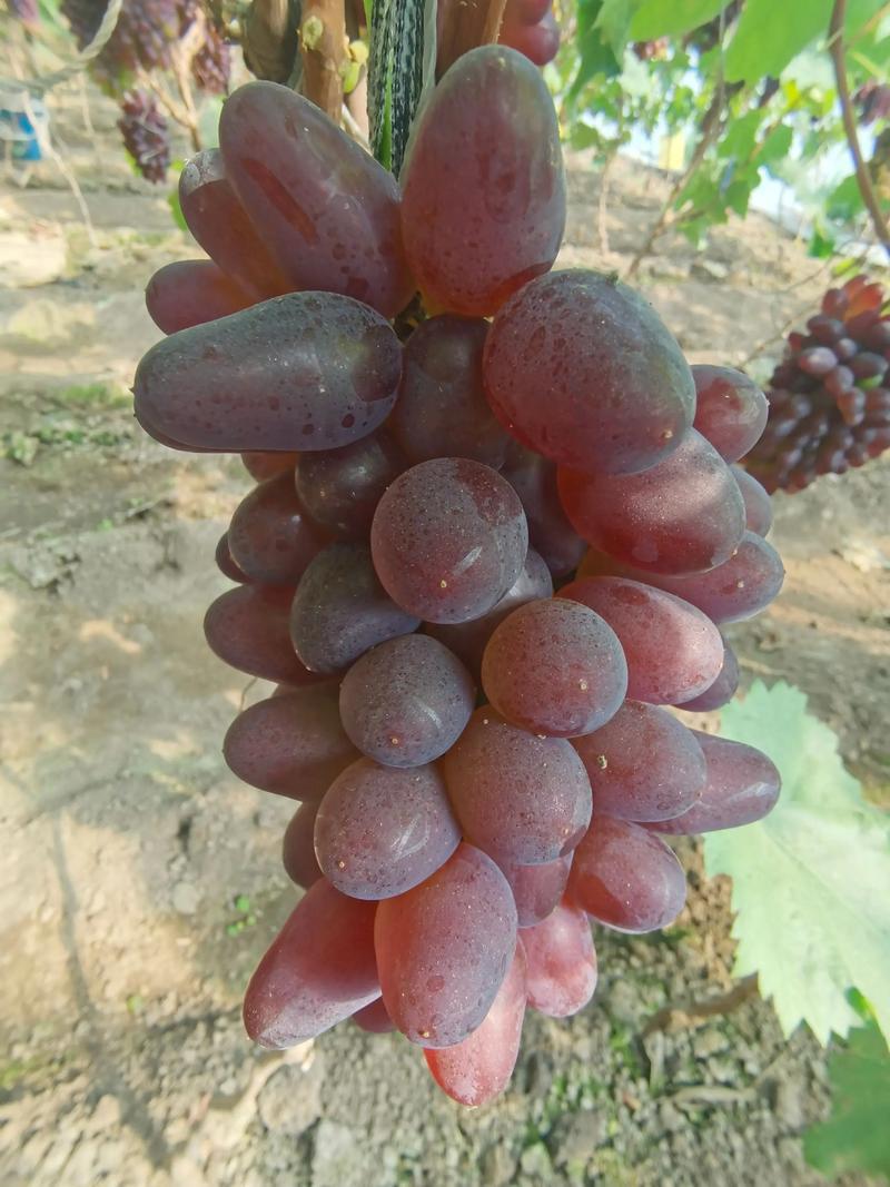 云南茉莉香葡萄基地一手货源全国发货视频看货