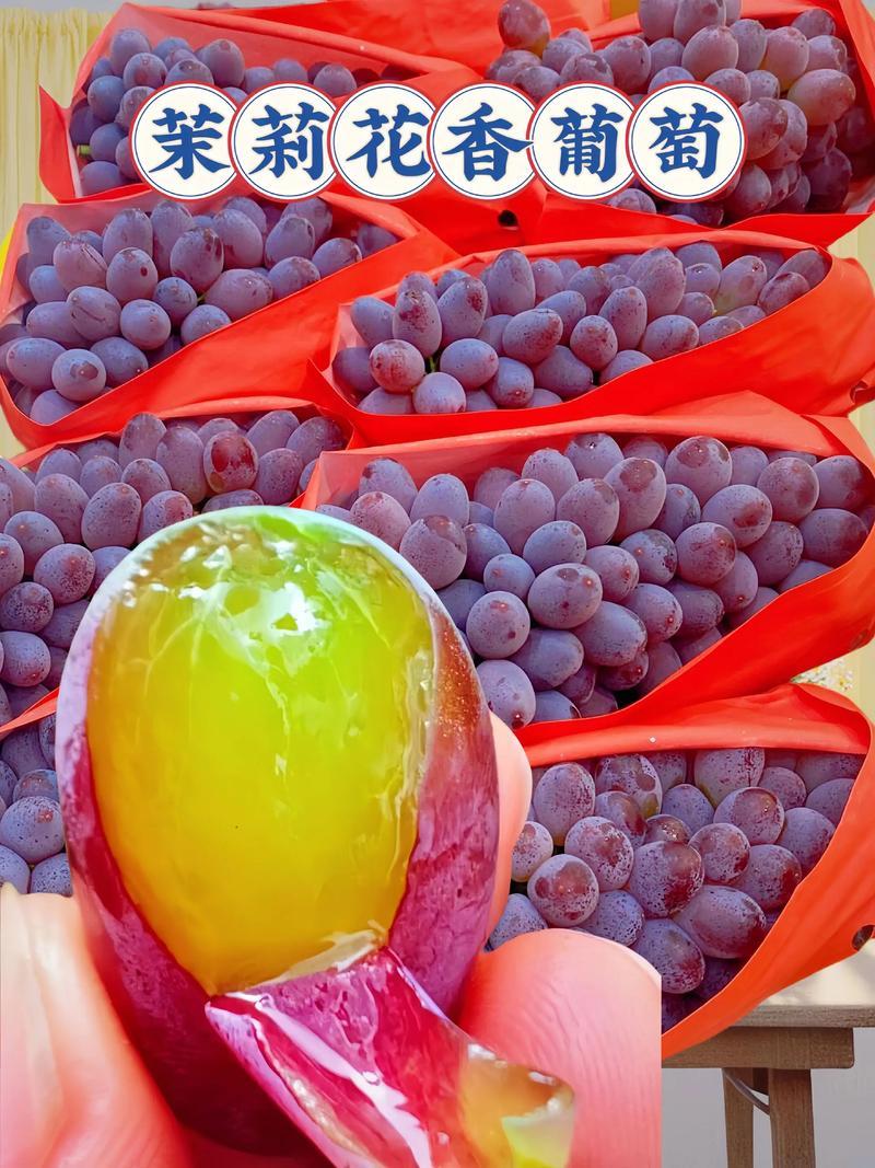 云南茉莉香葡萄基地一手货源全国发货视频看货