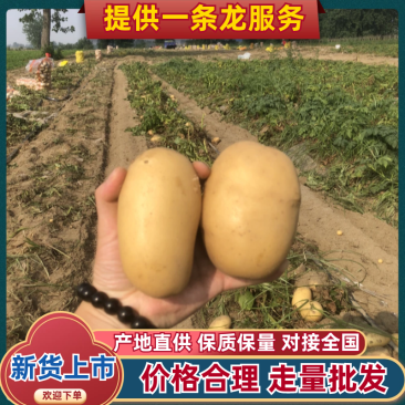 黄心土豆大量有货市场货电商货手工挑选产地直发
