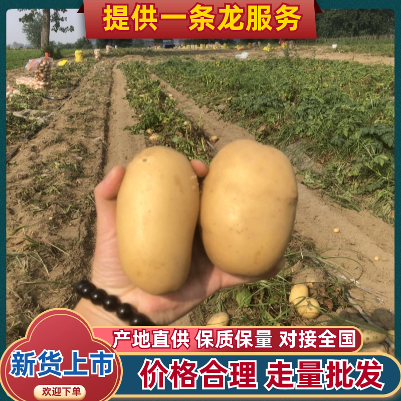 黄心土豆大量有货市场货电商货手工挑选产地直发