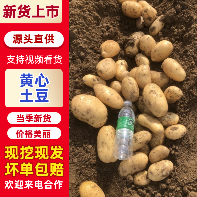 黄皮黄心土豆实验一沃土希森中暑规格齐全一手货源