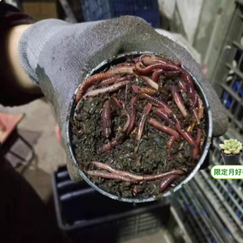【实力推荐】大平2号蚯蚓规格齐全价格优惠欢迎采购咨询