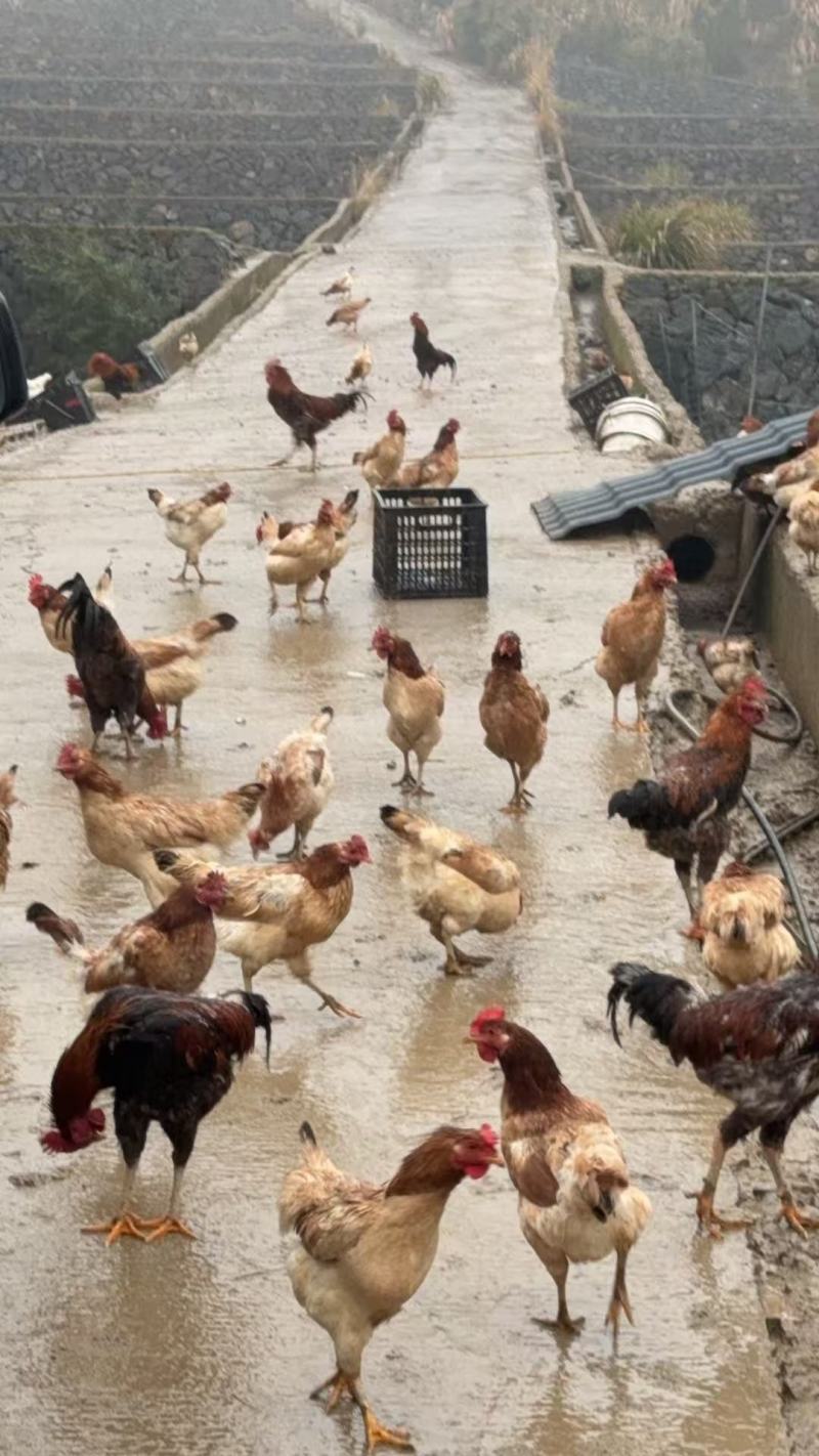 正宗跑山鸡散养走地鸡量大从优肉质紧实营养丰富