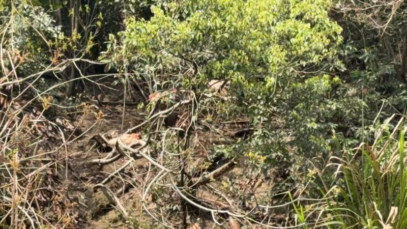 正宗跑山鸡散养走地鸡量大从优肉质紧实营养丰富