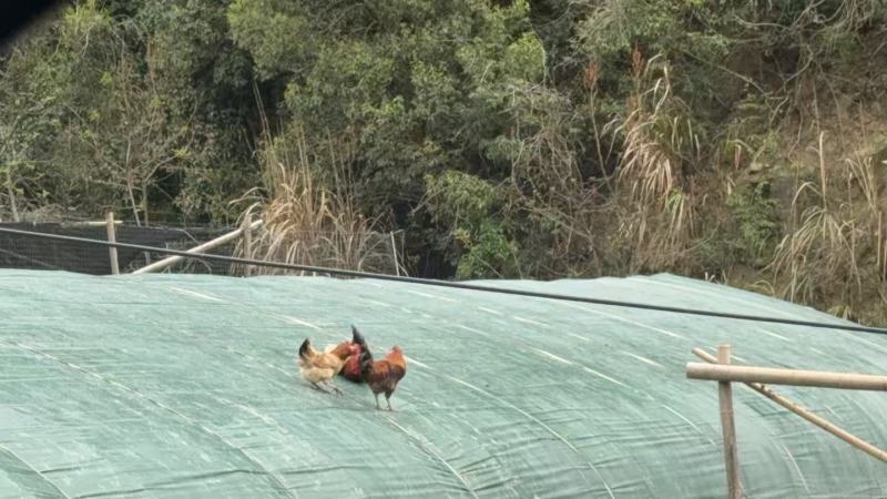 正宗跑山鸡散养走地鸡量大从优肉质紧实营养丰富