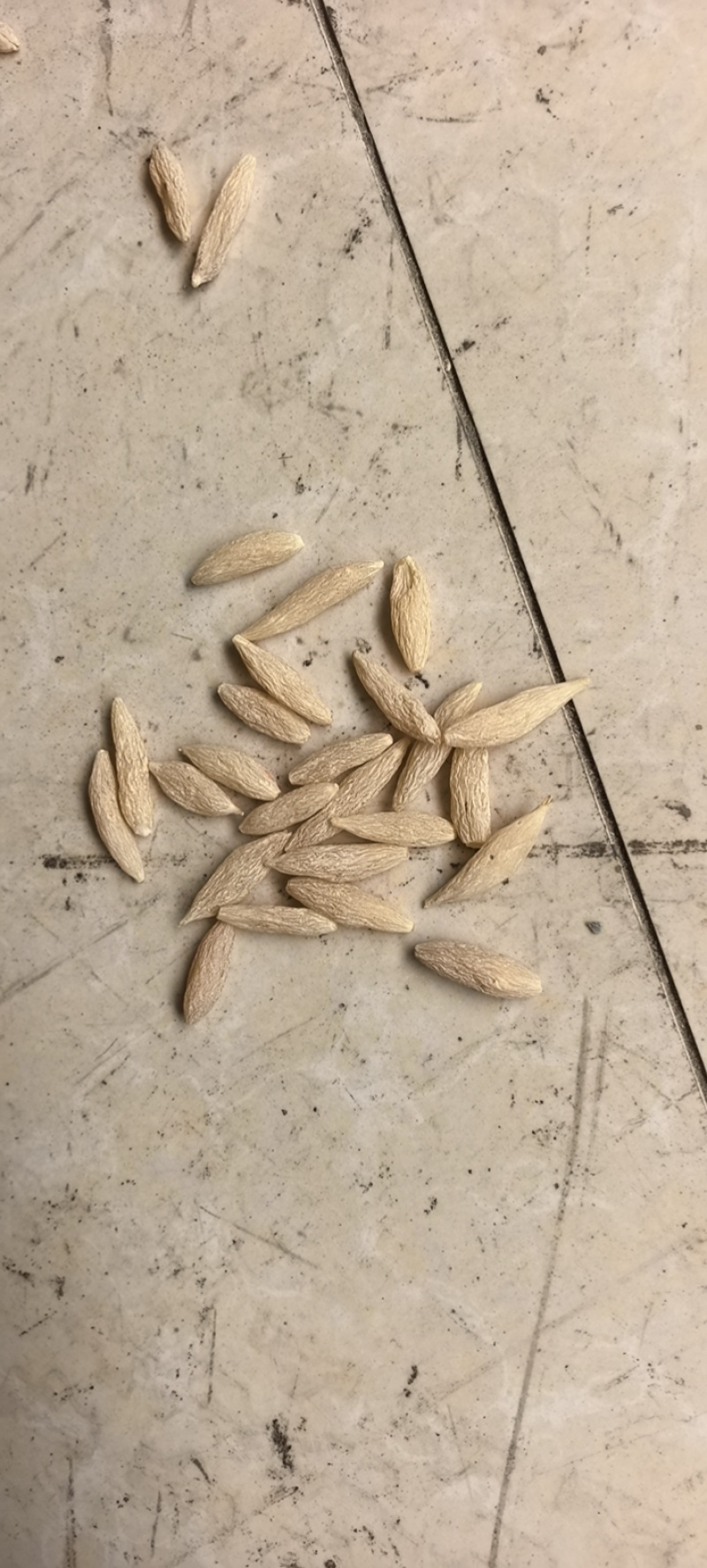 一级麦冬川麦冬产地直供物信看货品质保证2斤起包邮