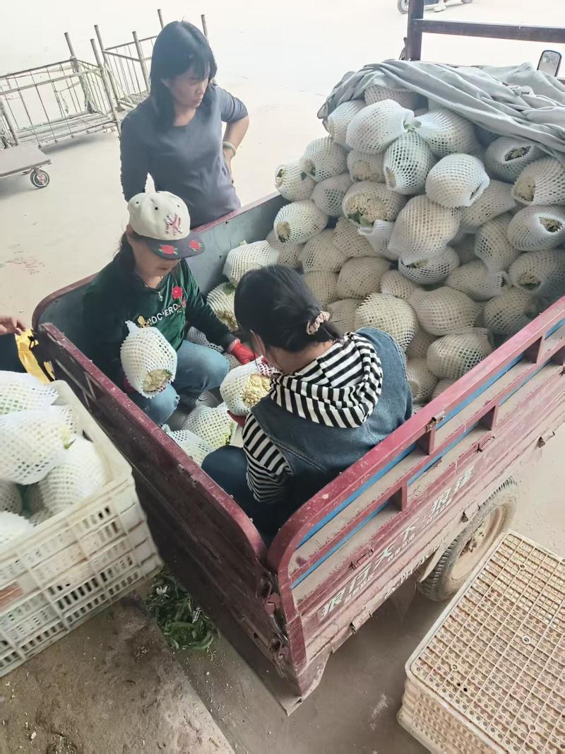 陕西有机花菜现采摘发奶白无伤欢迎老板来基地考察订