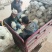 【陕西泾阳】优质松花菜大量上市产地直供代办代收