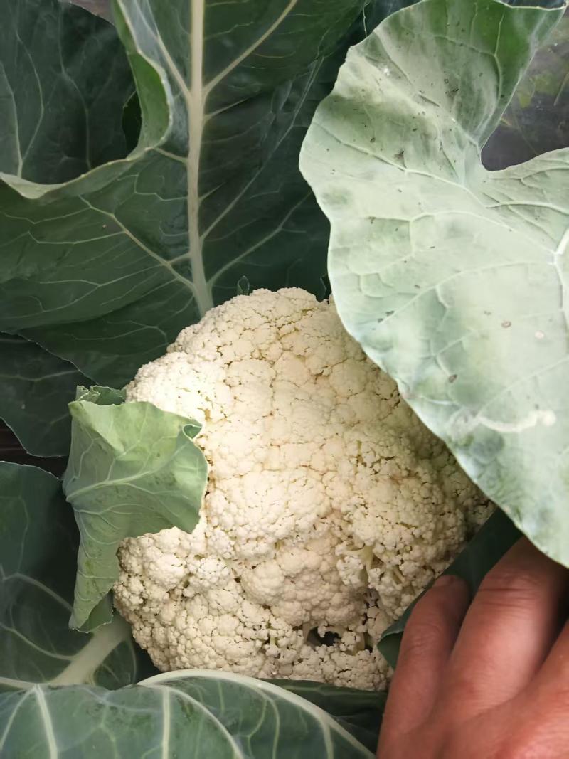 【陕西泾阳】优质松花菜大量上市产地直供代办代收