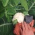 【陕西泾阳】优质松花菜大量上市产地直供代办代收