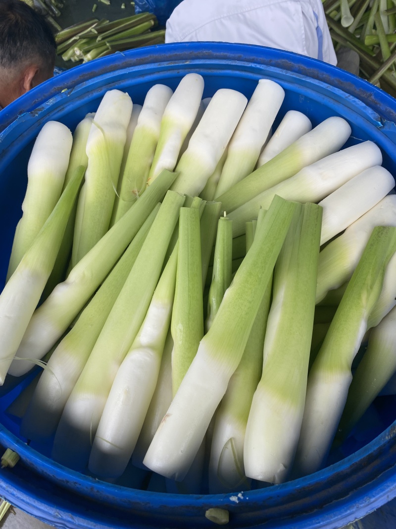 茭白笋电商平台茭白全面价格超低供货平台茭白商超茭瓜高瓜
