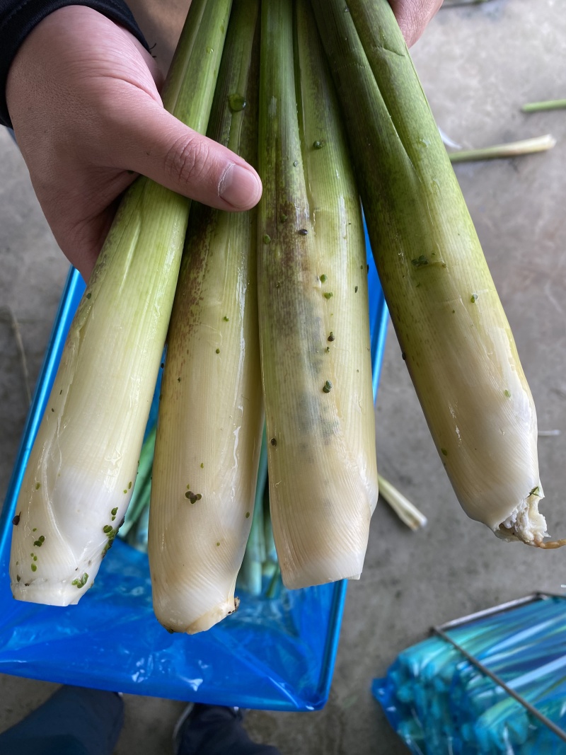 一件代发精品茭白足斤足两包邮发货鲜货直发