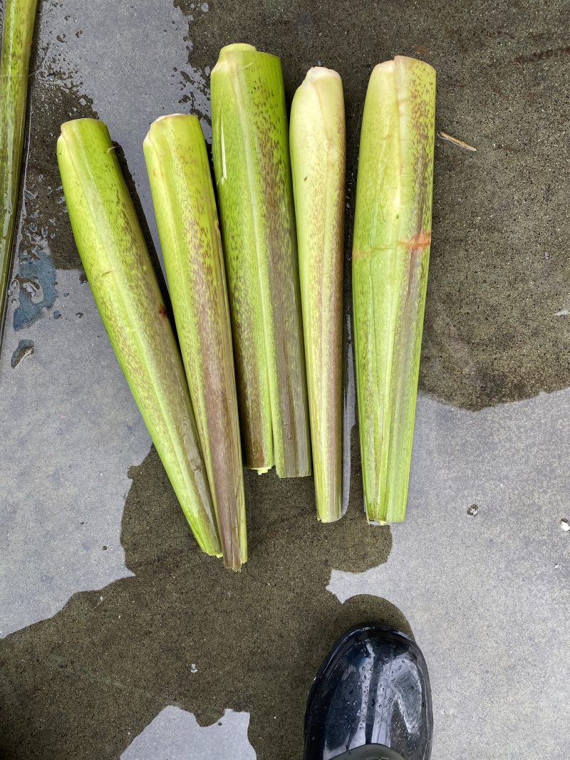 一件代发精品茭白足斤足两包邮发货鲜货直发