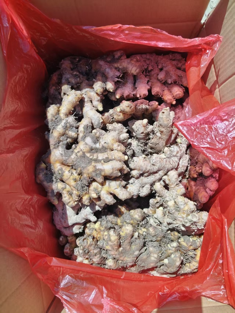 （热卖）广东小黄姜新鲜上市价格美丽质量好走货快欢迎询价