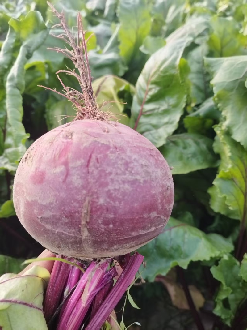 甜菜根