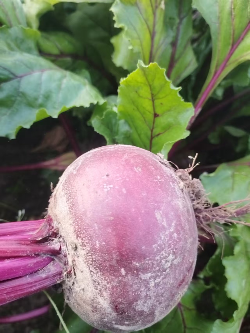 甜菜根