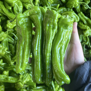 山东费县鲜辣椒，芜湖椒，资源充足，电商市超市大量供应