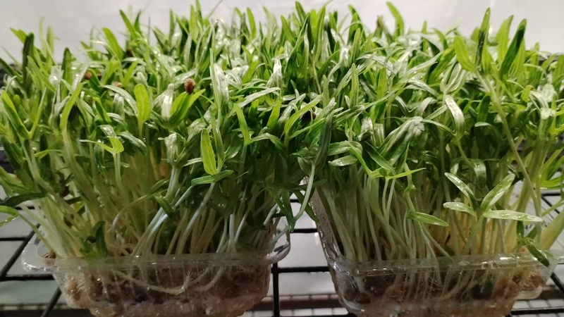 浙江温州芽苗菜/空心菜苗/大量上市/量大价优/诚信经营