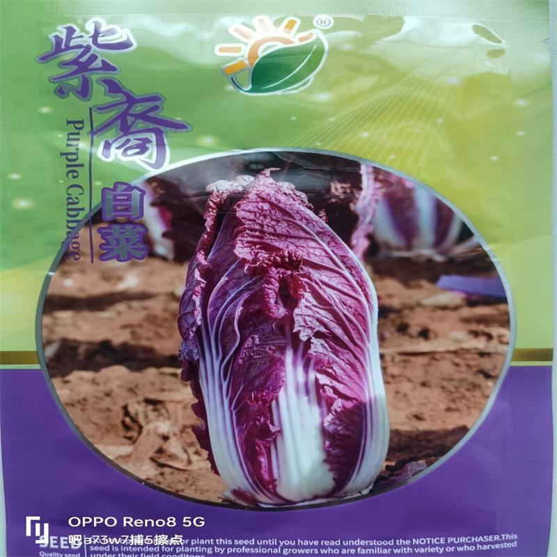 原装紫白菜种子紫裔白菜种子口感鲜嫩，商品性好纯度高