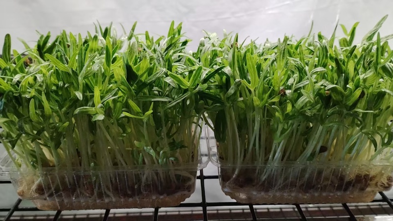 浙江温州芽苗菜/豌豆苗/空心菜苗/产地直发/盒装/量大从优